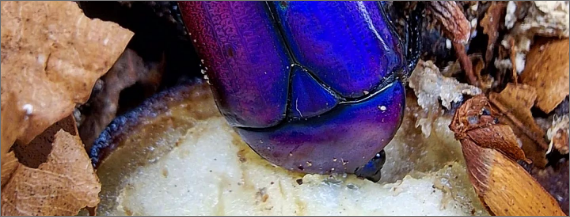 BetterBeetles